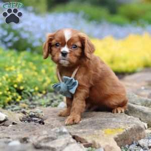 Mr. Bentley, Cavalier King Charles Spaniel Puppy